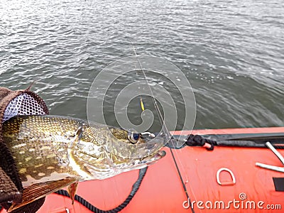 Catching a jack fish from a boat Stock Photo