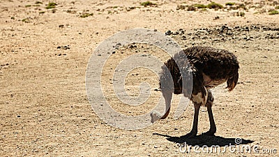 Catching a morning snack. an ostrich on the plains of Africa. Stock Photo