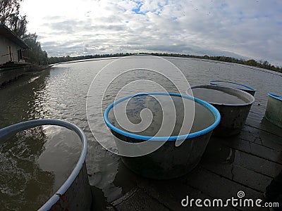 catching and selling carp on the pond dam Editorial Stock Photo