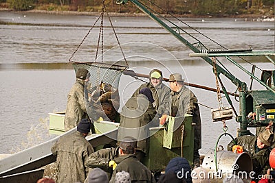 catching and selling carp on the pond dam Editorial Stock Photo