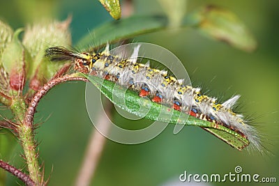 Caterpillar Stock Photo