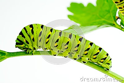 Caterpillar Stock Photo