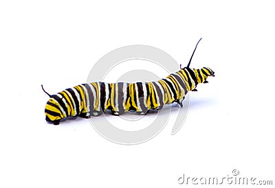 Caterpillar Stock Photo