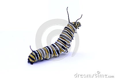 Caterpillar Stock Photo