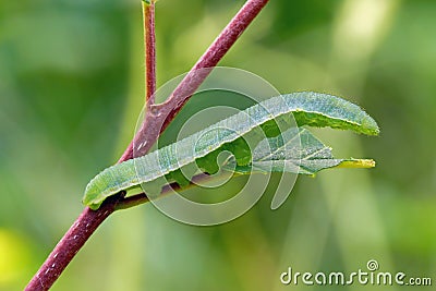 Caterpillar Stock Photo