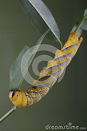 Caterpillar of Acherontia atropos - Deaths-head Hawk Moth Stock Photo