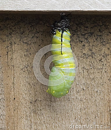 Caterpillar Becoming Chrysalis Stock Photo