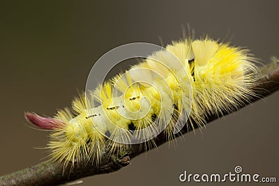 Caterpillar Stock Photo