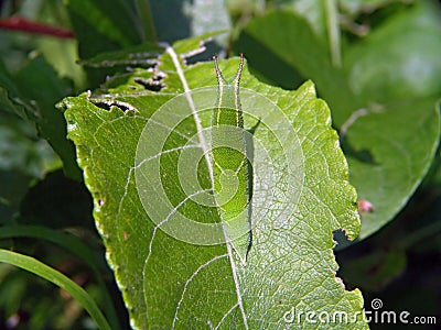 Caterpillar of butterfly Apatura ilia. Stock Photo