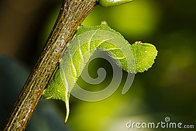 Caterpillar butterfly Stock Photo