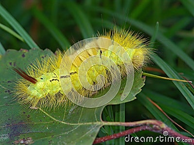 Caterpillar of butterfly Dasychira pudibunda. Stock Photo