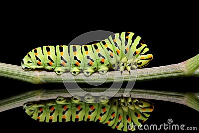 Caterpillar butterfly mahaon close-up on a black background with unusual reflection Stock Photo