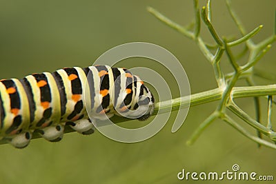 Caterpillar Butterfly Tail-to-Swallow - Papilio machaon Stock Photo
