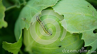 Caterpillar cabbage butterfly field large white leaf bitten holes eating nibble green moth Pieris brassicae cole crops Stock Photo