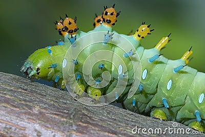 Caterpillar, Cecropia Moth Stock Photo