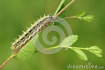 Caterpillar Stock Photo