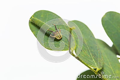 Caterpillar of common nawab butterfly Polyura athamas restin Stock Photo