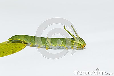 Caterpillar of common nawab butterfly Polyura athamas walki Stock Photo