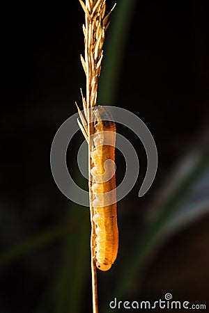 Caterpillar crawling on a grass stick Stock Photo