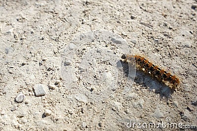 Caterpillar crawling on the ground, African mopane worm Stock Photo