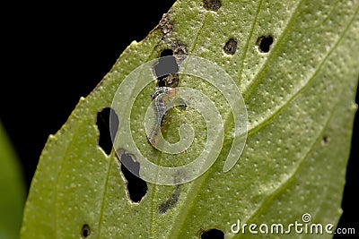 Caterpillar of a Cutworm Moth on a Sweet Basil Stock Photo