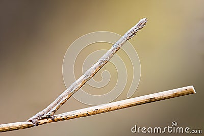 caterpillar disguised wand. macro. background. Stock Photo