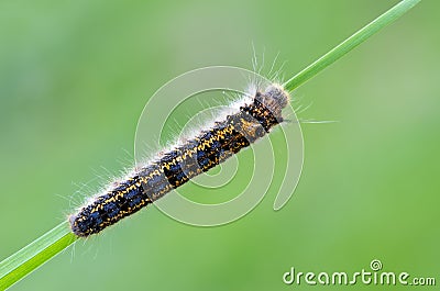 Caterpillar of drinker on bent Stock Photo