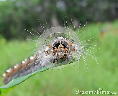 Caterpillar of Drinker-moth Stock Photo