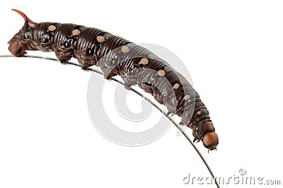 Caterpillar On The Edge Stock Photo