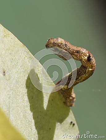 The caterpillar family Geometridae. Stock Photo