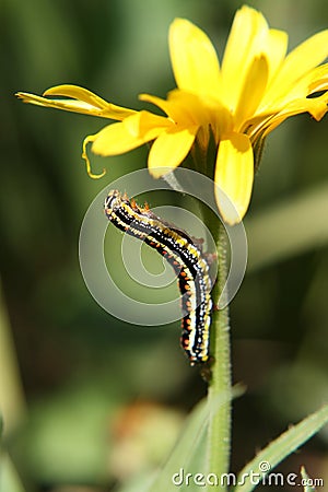 Caterpillar On Flower Royalty Free Stock Photos - Image: 5660168