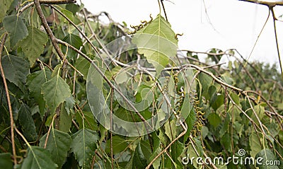 Caterpillar fringe on a birch leaf. A group of caterpillars on a green birch leaf stand in columns Stock Photo
