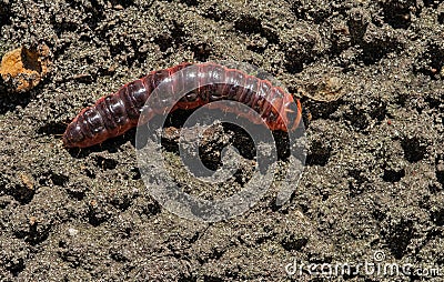 Caterpillar of an goat moth Stock Photo