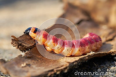 Caterpillar of a goat moth Cossus Cossus Stock Photo