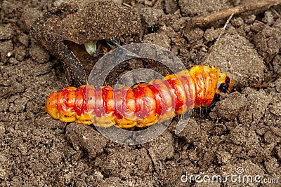 Caterpillar of Goat moth Stock Photo