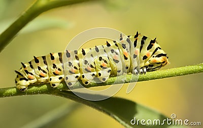 Caterpillar on green background Stock Photo