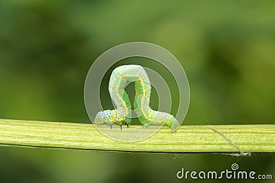 Caterpillar Stock Photo