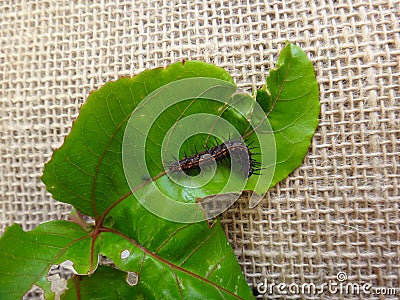 Caterpillar of gulf fritillary on passion fruit leaf with jute background Stock Photo