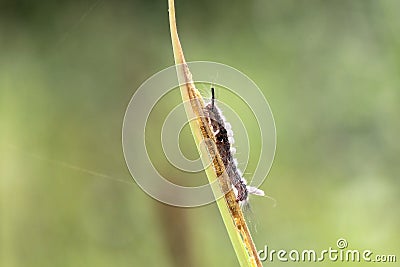 Caterpillar hair on a branch with a green background Stock Photo