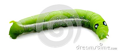 Caterpillar. Hair, worm. Stock Photo