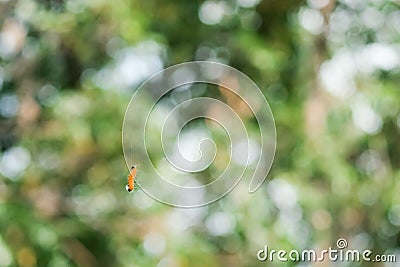 Caterpillar hanging on its silk thread Stock Photo