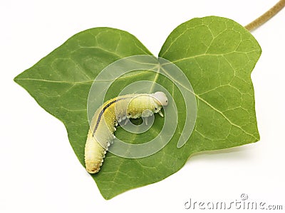 Caterpillar, Housefly Cimbex femorata on a white background Stock Photo