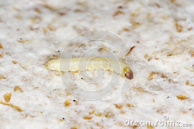 Caterpillar of indian mealmoth or Indianmeal moth Plodia interpunctella of a pyraloid moth from the family Pyralidae is common Stock Photo