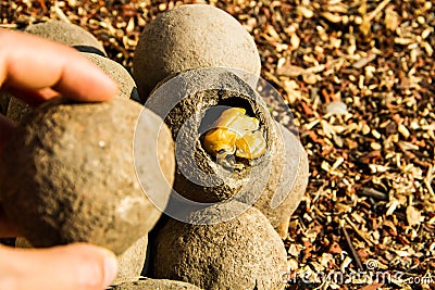 Caterpillar insect earth ball Stock Photo