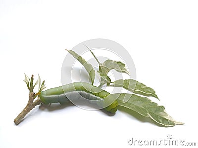 Caterpillar isolated on white background with copy space Stock Photo