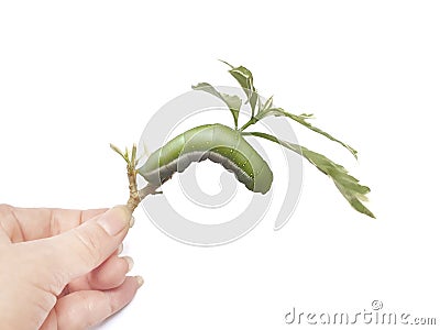 Caterpillar isolated on white background with copy space Stock Photo