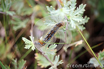 Caterpillar of lackey moth climbing a meadow grasses. Stock Photo