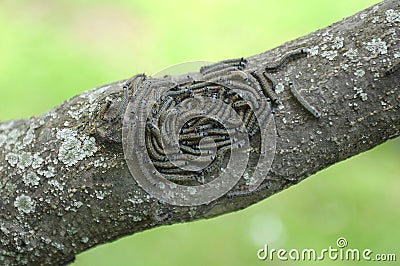 Caterpillar lackey moth cluster on tree Stock Photo