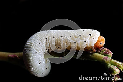 Caterpillar (larva) Stock Photo