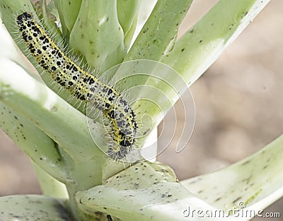 Caterpillar larva of the cabbage white butterfly Pieris brassicae, eating the leaves of a cabbage. Stock Photo